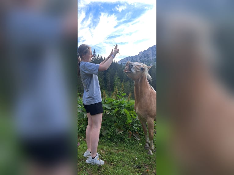 Haflinger Merrie 6 Jaar 150 cm in Burgistein