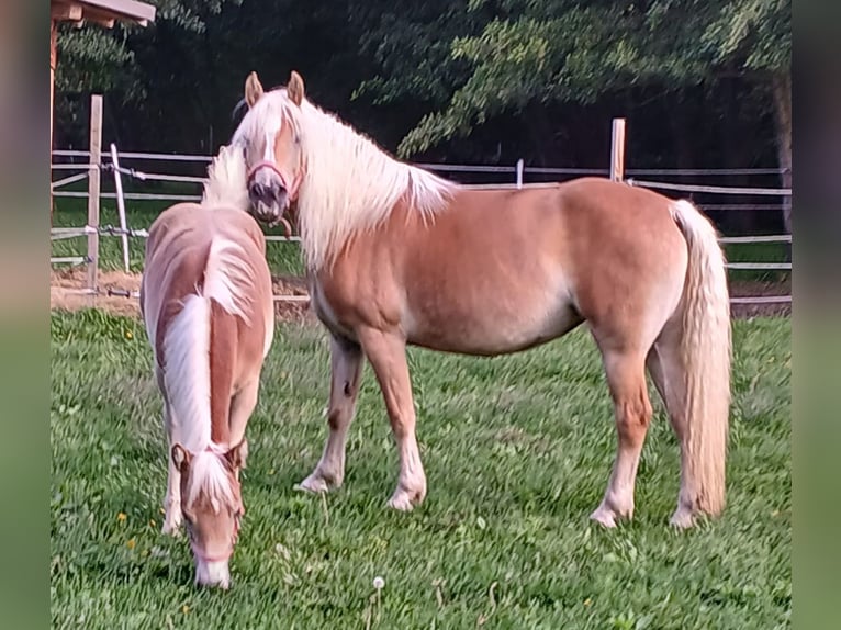 Haflinger Merrie 6 Jaar 150 cm Vos in Wiesen