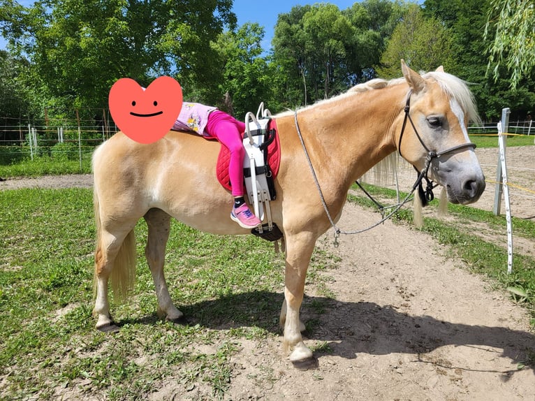 Haflinger Merrie 6 Jaar 150 cm Vos in Wiesen