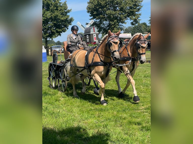 Haflinger Merrie 6 Jaar 150 cm Vos in Sundern