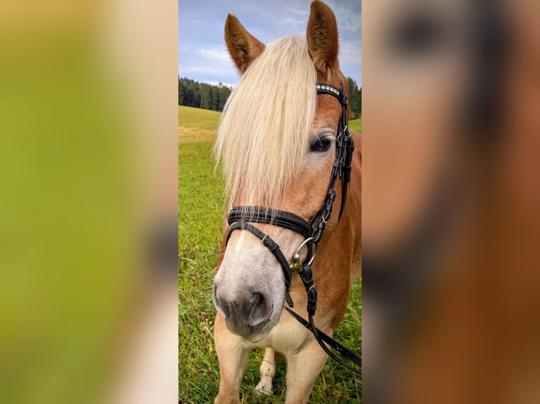 Haflinger Merrie 6 Jaar 150 cm Vos in Sundern