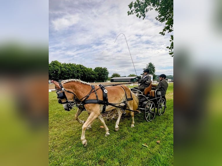 Haflinger Merrie 6 Jaar 150 cm Vos in Sundern