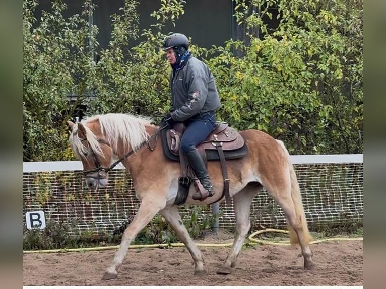 Haflinger Merrie 6 Jaar 150 cm Vos in Mainbernheim