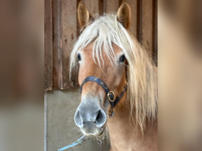 Haflinger Merrie 6 Jaar 150 cm Vos in Mainbernheim