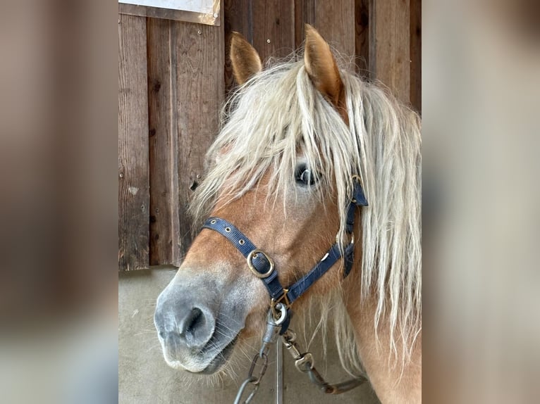 Haflinger Merrie 6 Jaar 150 cm Vos in Mainbernheim