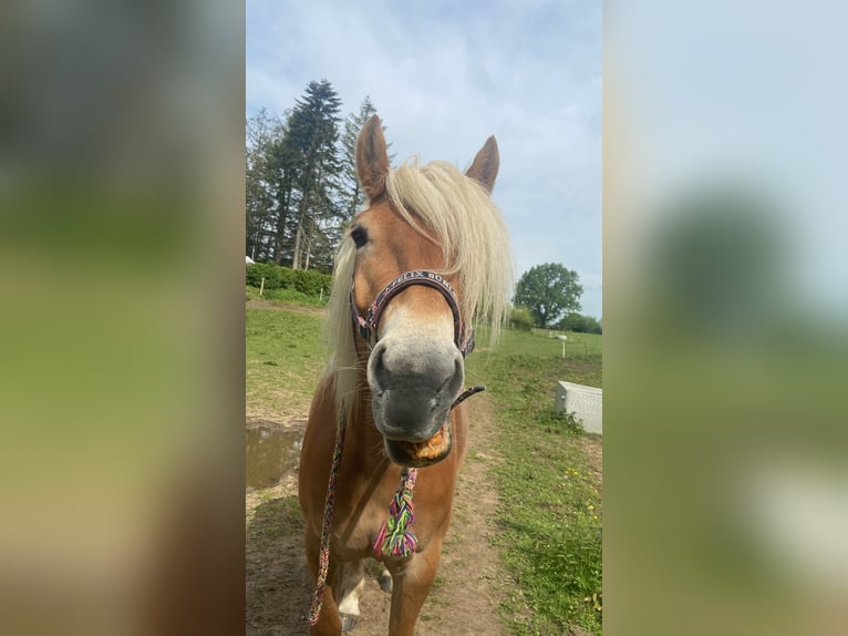 Haflinger Merrie 6 Jaar 151 cm Vos in Boksee