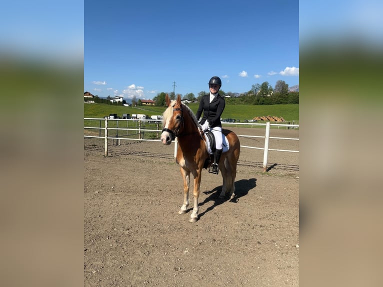 Haflinger Merrie 6 Jaar 152 cm  in Fischbach