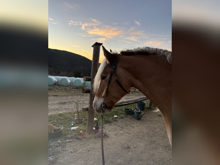 Haflinger Merrie 6 Jaar 152 cm  in Fischbach