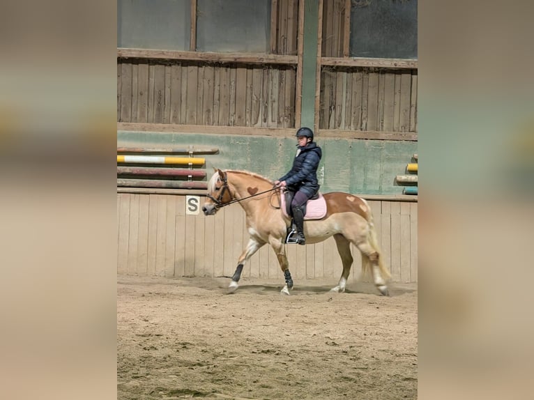Haflinger Merrie 6 Jaar 152 cm in Diedorf