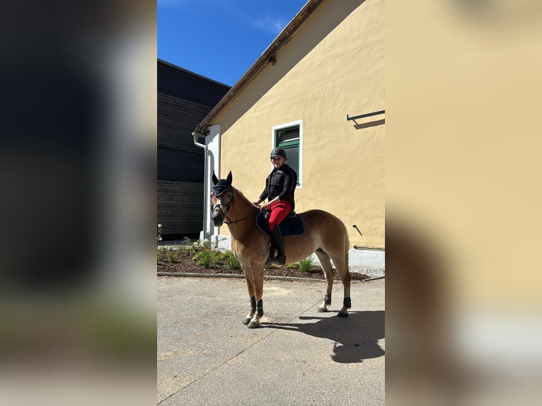 Haflinger Merrie 6 Jaar 152 cm Vos in Linz
