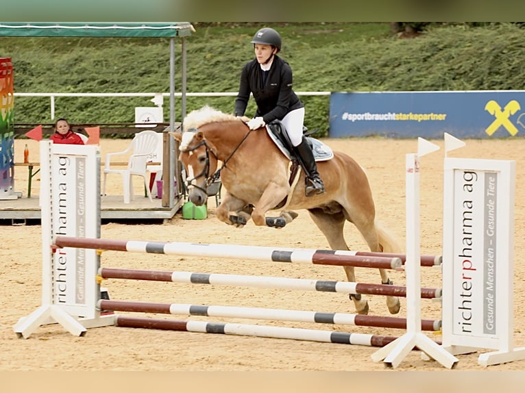 Haflinger Merrie 6 Jaar 152 cm Vos in Linz