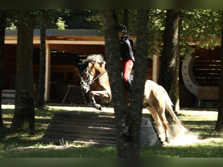 Haflinger Merrie 6 Jaar 152 cm Vos in Linz