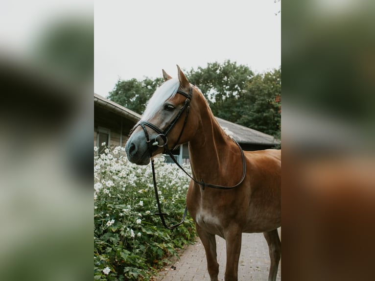 Haflinger Merrie 6 Jaar 152 cm Vos in Enschede