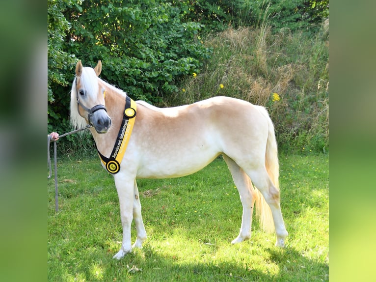 Haflinger Merrie 6 Jaar 152 cm Vos in Lauchheim