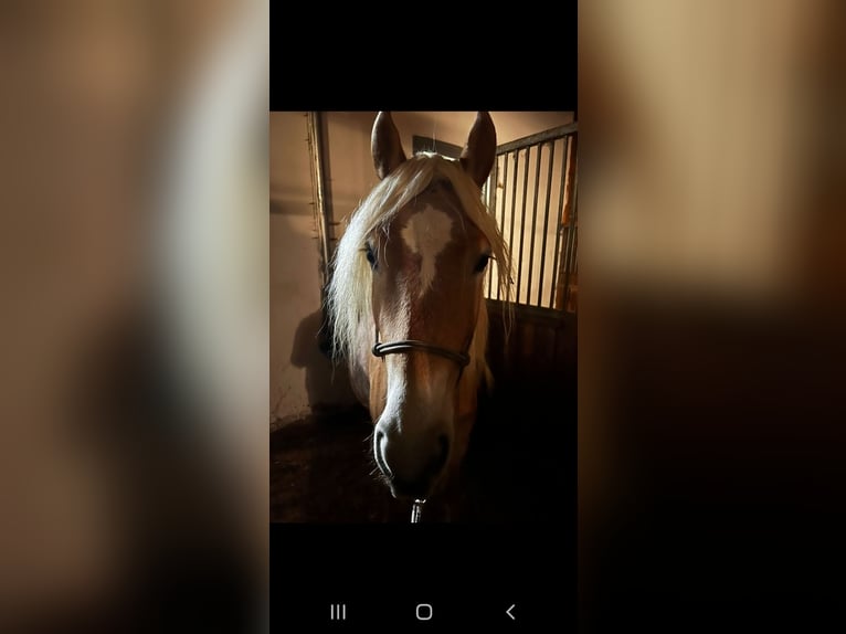 Haflinger Merrie 6 Jaar 153 cm in Eggenfelden