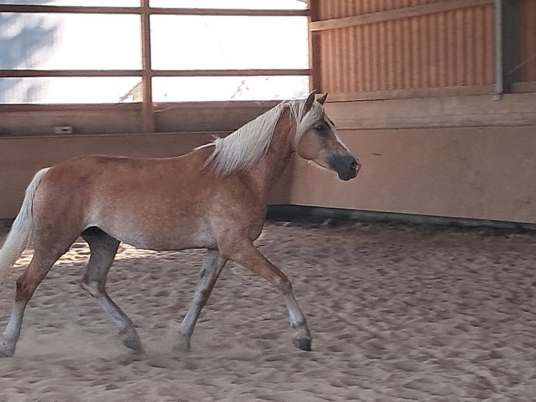 Haflinger Merrie 6 Jaar 153 cm Vos in Wuppertal