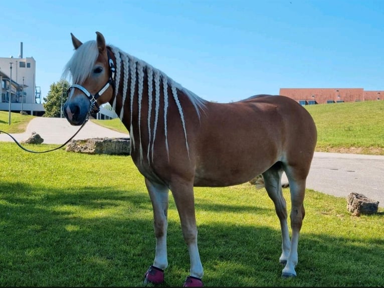 Haflinger Merrie 6 Jaar 154 cm Vos in Oberaurach