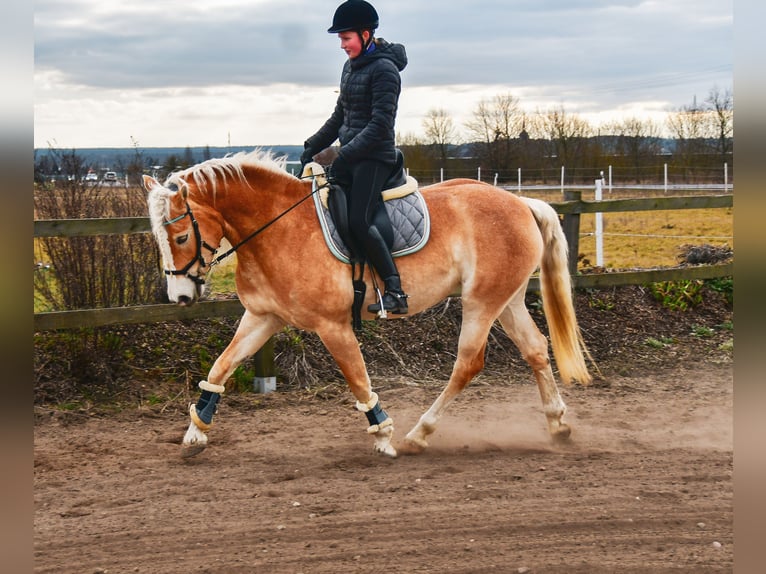 Haflinger Merrie 6 Jaar 155 cm Vos in Berenbrock Haflinger Merrie 6 Jaar 155 cm Vos in Berenbrock