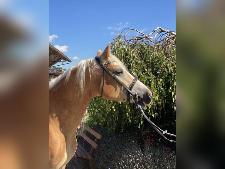 Haflinger Merrie 6 Jaar 155 cm Vos in Iggingen