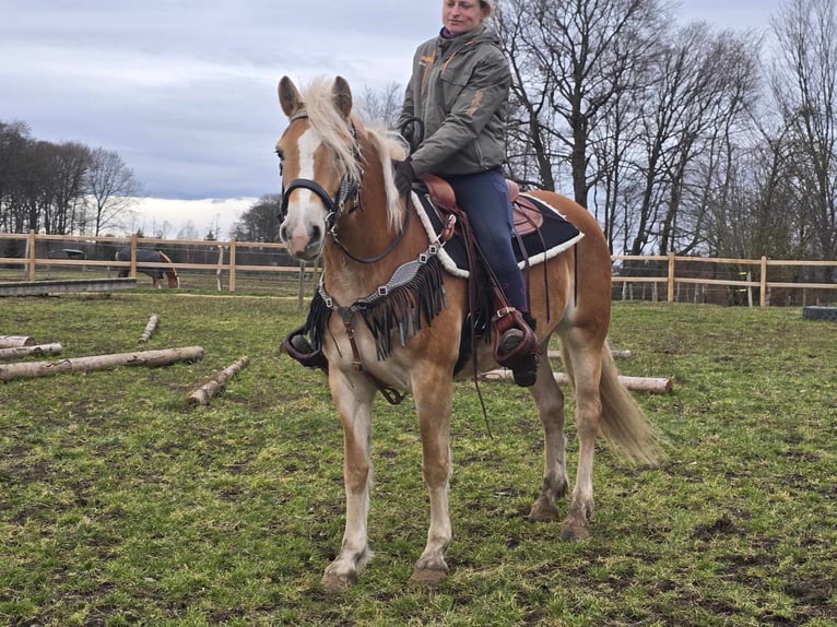 Haflinger Merrie 6 Jaar 155 cm Vos in Linkenbach