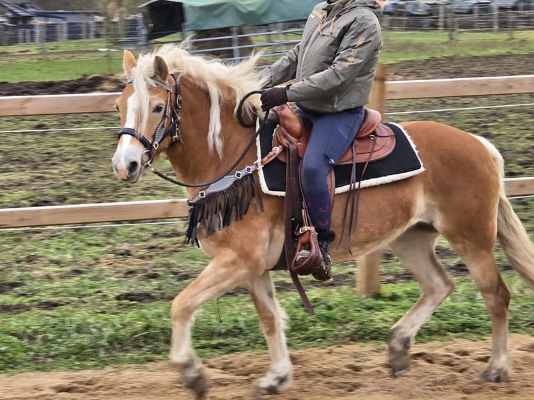 Haflinger Merrie 6 Jaar 155 cm Vos in Linkenbach