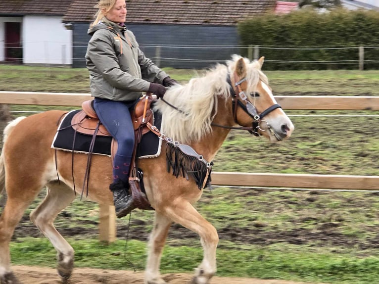 Haflinger Merrie 6 Jaar 155 cm Vos in Linkenbach