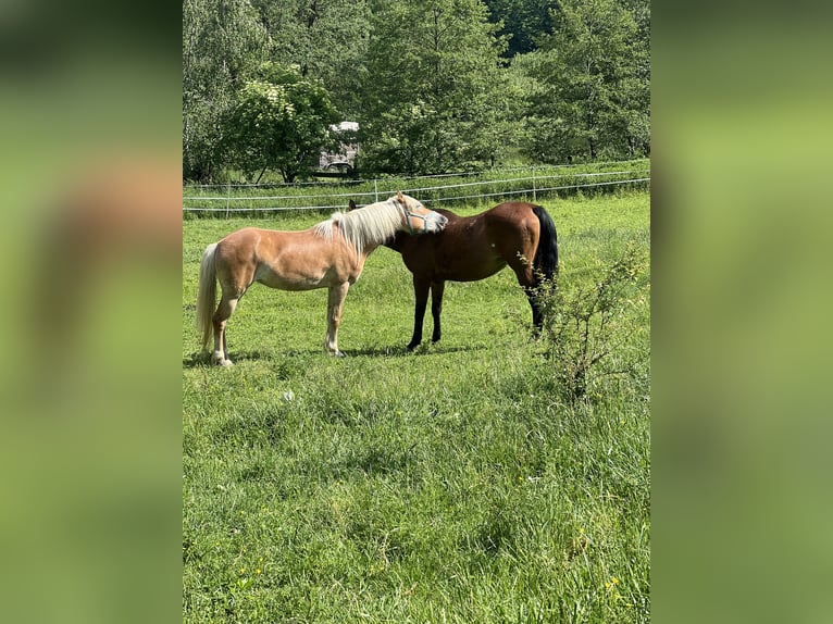 Haflinger Merrie 6 Jaar 156 cm  in Eichberg bei Hartmannsdorf