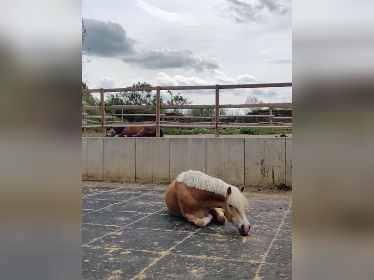 Haflinger Merrie 6 Jaar 158 cm in Bad Sassendorf