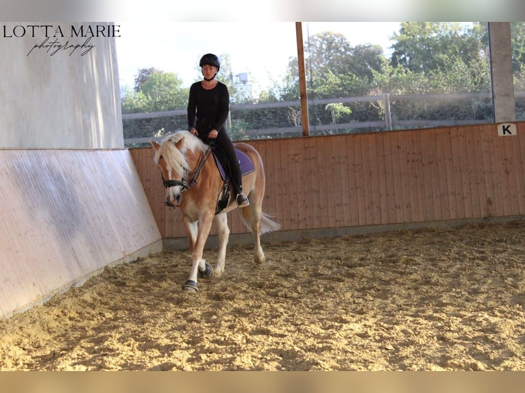 Haflinger Merrie 6 Jaar 158 cm in Bad Sassendorf