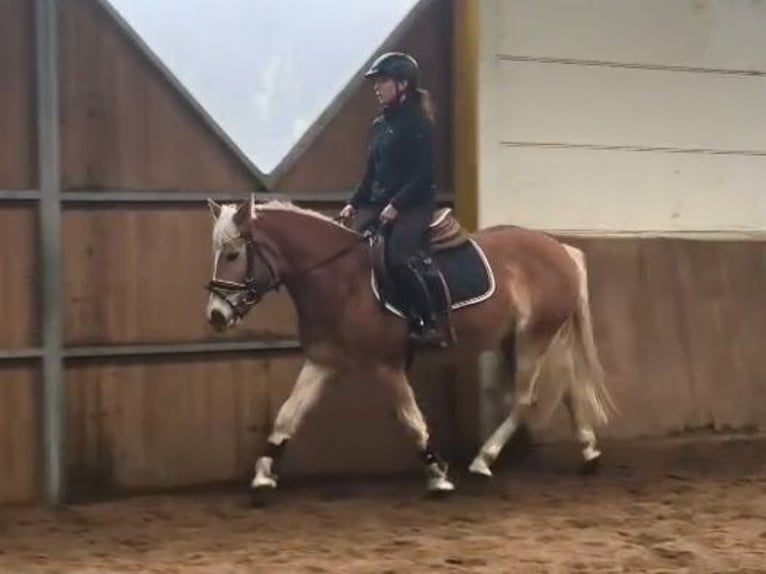 Haflinger Merrie 6 Jaar in Braunschweig