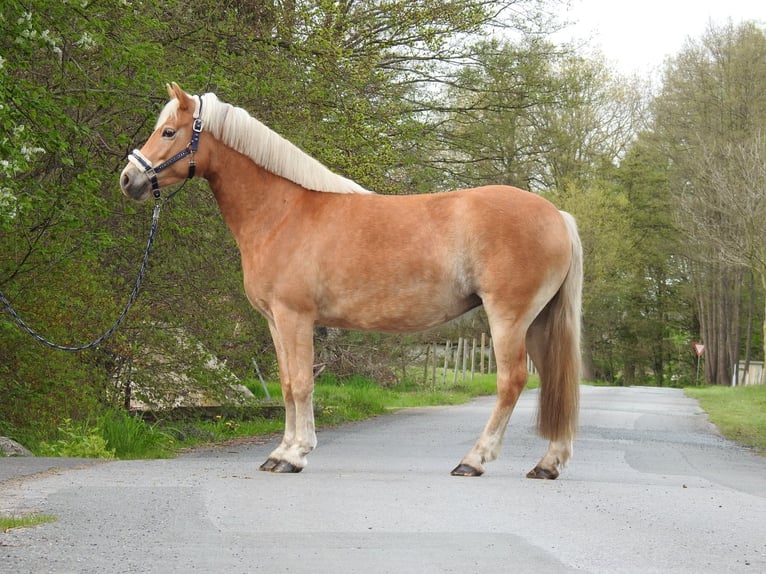 Haflinger Merrie 7 Jaar 145 cm Bruin in Verl
