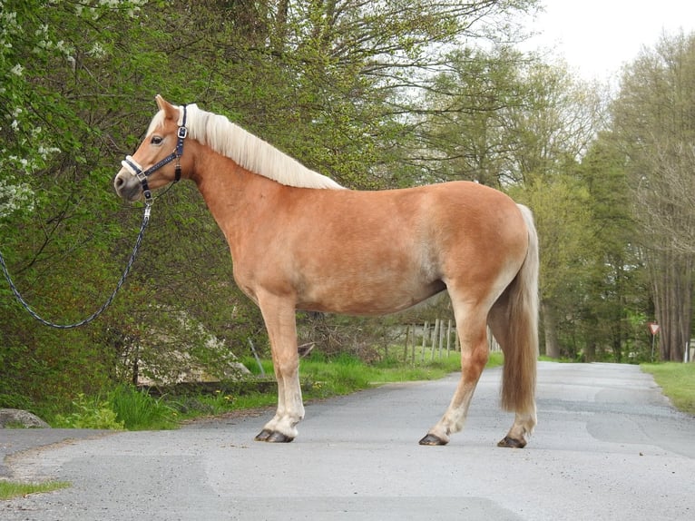 Haflinger Merrie 7 Jaar 145 cm Bruin in Verl