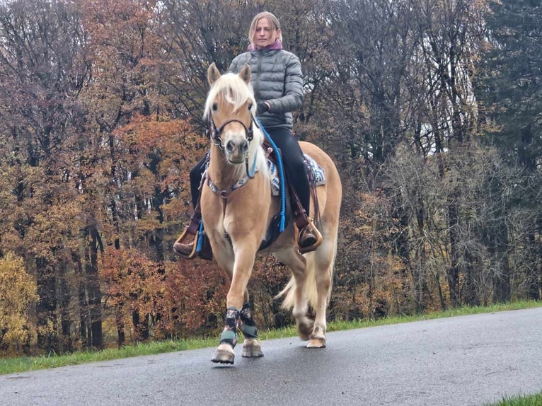 Haflinger Merrie 7 Jaar 145 cm Vos in Linkenbach