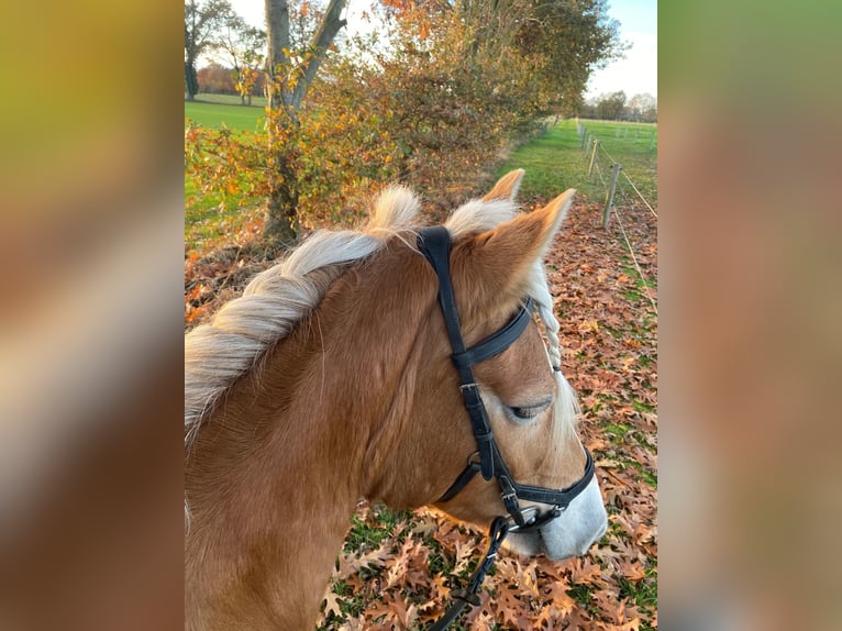 Haflinger Merrie 7 Jaar 147 cm Palomino in Bornerbroek