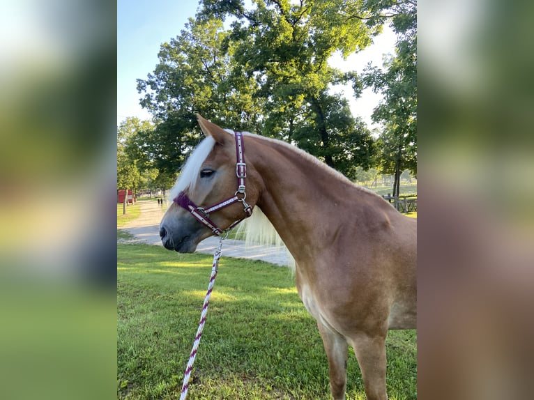Haflinger Merrie 7 Jaar 147 cm  in Wienerbruck