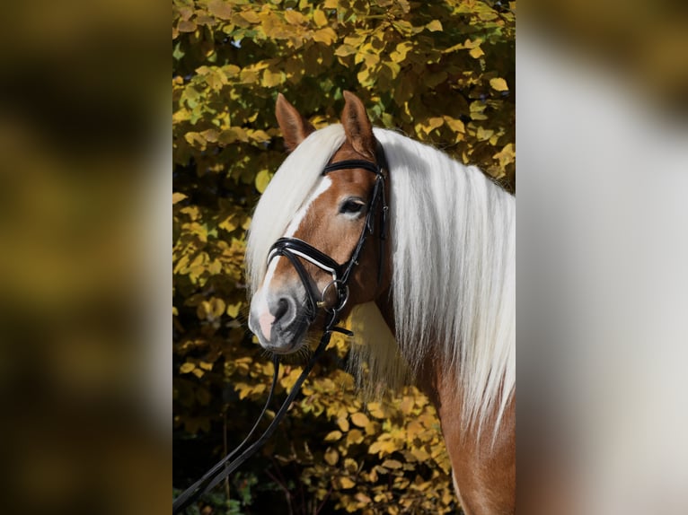 Haflinger Merrie 7 Jaar 147 cm  in Wienerbruck