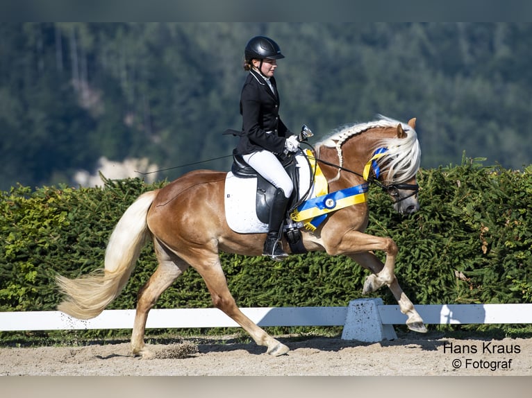 Haflinger Merrie 7 Jaar 147 cm  in Wienerbruck