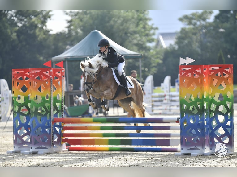 Haflinger Merrie 7 Jaar 147 cm  in Wienerbruck