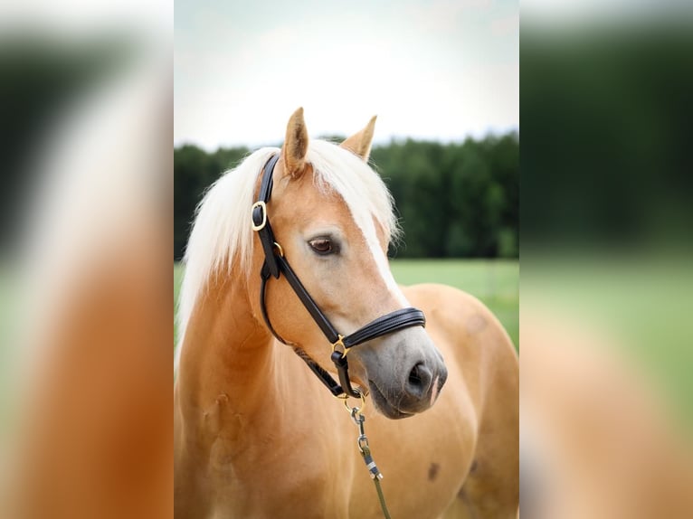 Haflinger Mix Merrie 7 Jaar 148 cm Vos in Rott am Inn