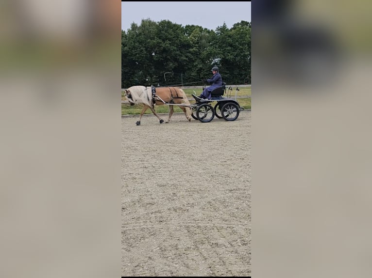 Haflinger Merrie 7 Jaar 149 cm Vos in Lunteren Haflinger Merrie 7 Jaar 149 cm Vos in Lunteren