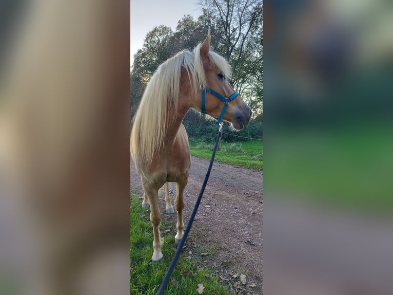 Haflinger Merrie 7 Jaar 149 cm Vos in Lebach