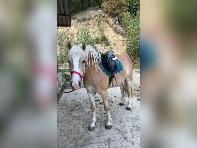 Haflinger Merrie 7 Jaar 150 cm Lichtbruin in Bromberg