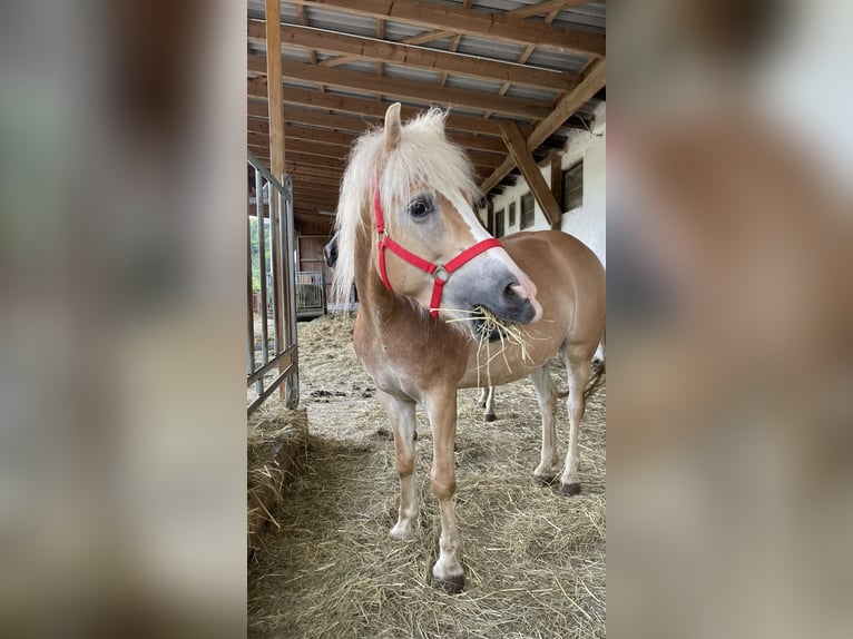 Haflinger Merrie 7 Jaar 150 cm Lichtbruin in Bromberg