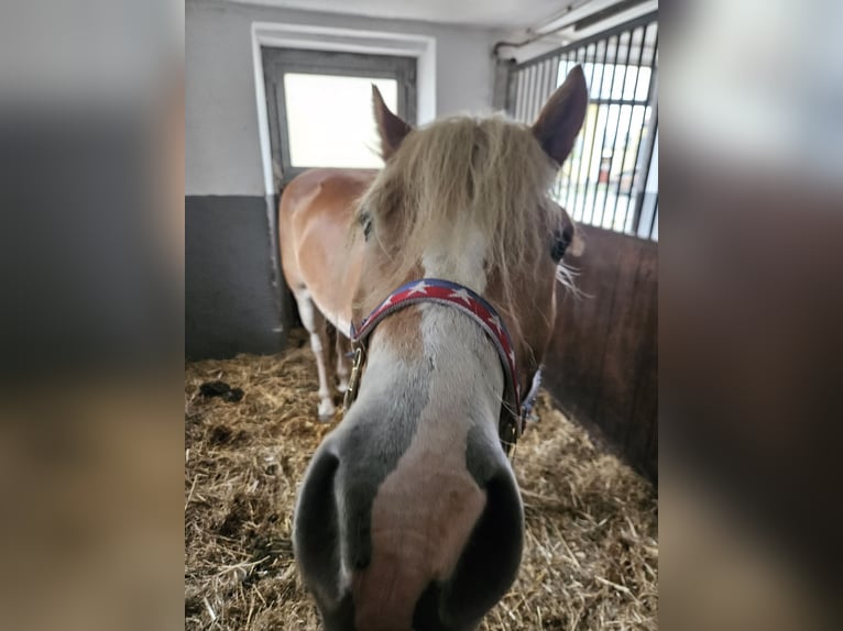 Haflinger Merrie 7 Jaar 150 cm in Andrichsfurt