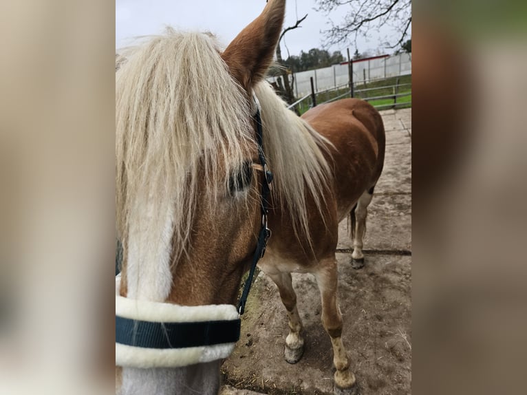 Haflinger Merrie 7 Jaar 150 cm in Andrichsfurt