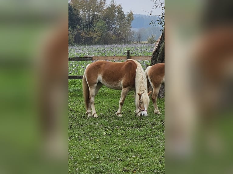 Haflinger Merrie 7 Jaar 150 cm in Andrichsfurt