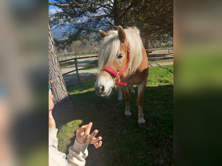 Haflinger Merrie 7 Jaar 152 cm Brown Falb schimmel in Feistritz an der Drau