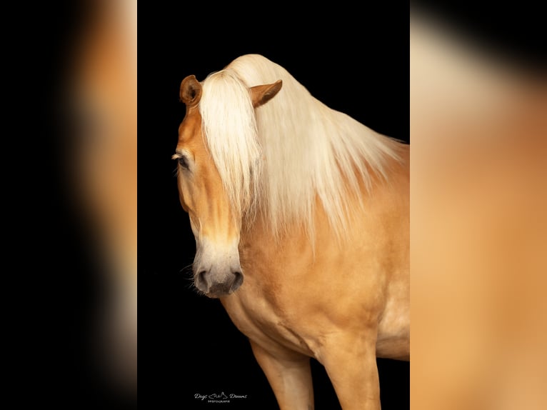 Haflinger Merrie 7 Jaar 152 cm Vos in StaufenbergStaufenberg