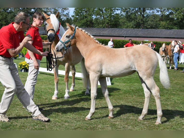 Haflinger Merrie 7 Jaar 153 cm Vos in Willingen (Upland)