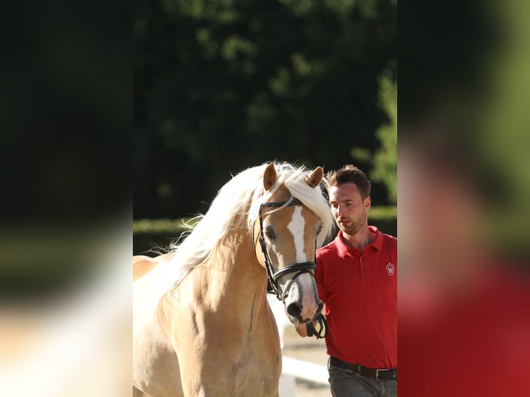 Haflinger Merrie 7 Jaar 153 cm Vos in Willingen (Upland)
